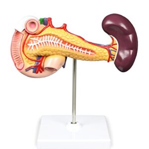 Vision Scientific VAD423-N Pancreas, Duodenum, & Spleen Model