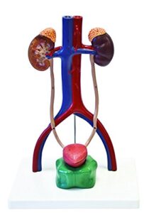vision scientific vau429 urinary system | 4 parts, larger-than-life size | dissected structure of kidney | internal structure of bladder, origins of renal artery & vein with key card
