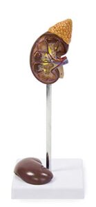 vision scientific vau439-n life-size kidney model - 2 parts | median sagittal sectioned | divided in 2 parts to show internal structures | accompanying key card