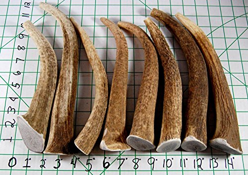 Big Dog Antler Chews Elk Antler Dog Chew, Extra Large Tine, 8 inches to 12 inches, XL - Great for Your Large to Extra Large Dogs and Puppies Brand