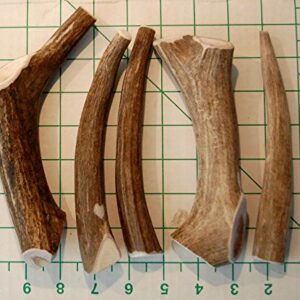 Premium Deer Antler Pieces - Dog Chews - Antlers by The Pound, One Pound - Six Inches or Longer - Medium, Large and XL - Happy Dog Guarantee!