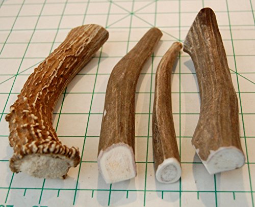 Premium Deer Antler Pieces - Dog Chews - Antlers by The Pound, One Pound - Six Inches or Longer - Medium, Large and XL - Happy Dog Guarantee!