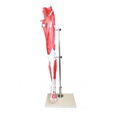 Vision Scientific VAM434-N Life-Size Human Leg Musculature | 13 Removable Parts | Illustrating Superficial Deeper Muscles, Tendons, Vessels, Nerves and Bone Components in Great Detail | W Manual