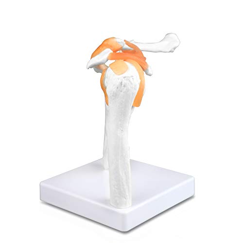 Vision Scientific VAJ227 Classic Functional Shoulder Joint Model, Articulated with Flexible Ligaments. Features Clavicle, Humerus and Scapula