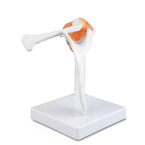 Vision Scientific VAJ227 Classic Functional Shoulder Joint Model, Articulated with Flexible Ligaments. Features Clavicle, Humerus and Scapula