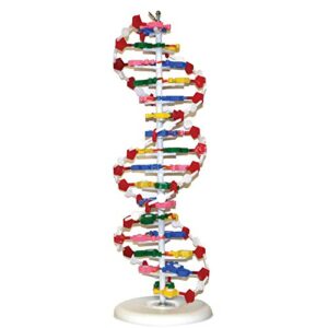 vision scientific vadna1 dna model(25 x 8 inches) | mounted on rotatable, circular stand | made of durable and colorful pvc | phosphate can be removed