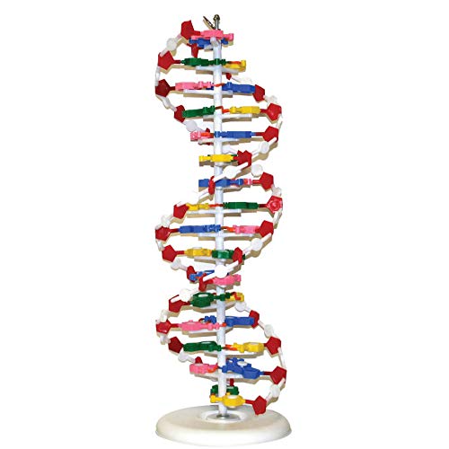 Vision Scientific VADNA1 DNA Model(25 x 8 inches) | Mounted on Rotatable, Circular Stand | Made of Durable and Colorful PVC | Phosphate can be Removed