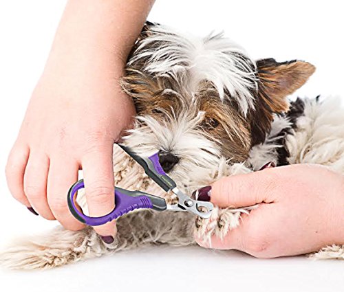 Hertzko Professional Pet Nail Scissors Sharp Stainless Steel Angled Blade for Easy Cutting - Suitable for Small Breed Animals - Dogs, Cats, Rabbits and Birds