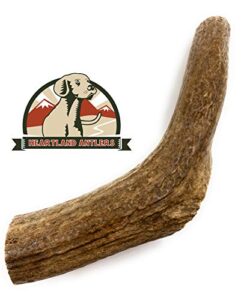 elk antlers for dogs - grade a, naturally shed antlers | long lasting dog bones for aggressive chewers & teething puppies | all breeds chew toy usa made & veteran owned | large: 7" whole elk, 1-pack