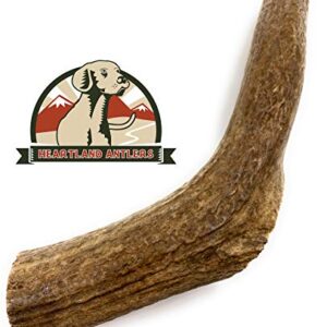 Elk Antlers for Dogs - Grade A, Naturally Shed Antlers | Long Lasting Dog Bones for Aggressive Chewers & Teething Puppies | All Breeds Chew Toy USA Made & Veteran Owned | Large: 7" Whole Elk, 1-Pack