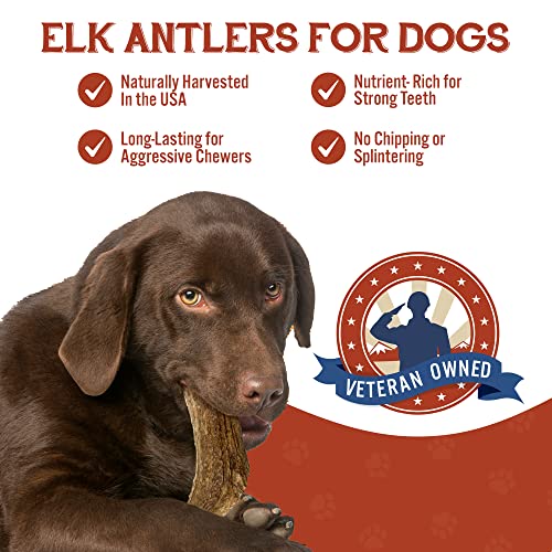 Elk Antlers for Dogs - Grade A, Naturally Shed Antlers | Long Lasting Dog Bones for Aggressive Chewers & Teething Puppies | All Breeds Chew Toy USA Made & Veteran Owned | Large: 7" Whole Elk, 1-Pack