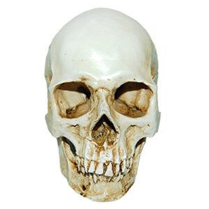 magideal lifesize 1:1 human skull replica resin model anatomical medical skeleton