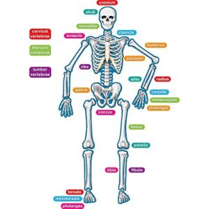 teacher created resources - 77241 human skeleton magnetic accents 33" x 10" x 9.1"
