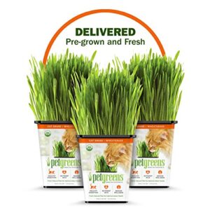 100% certified organic fresh cat grass 3-pack. natural cat treat