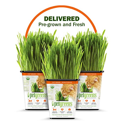 100% Certified Organic Fresh Cat Grass 3-Pack. Natural Cat Treat