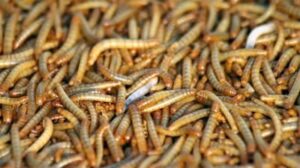 mealworms 250 gut loaded !!! (1/2" - 1") by dbdpet | live arrival is guaranteed