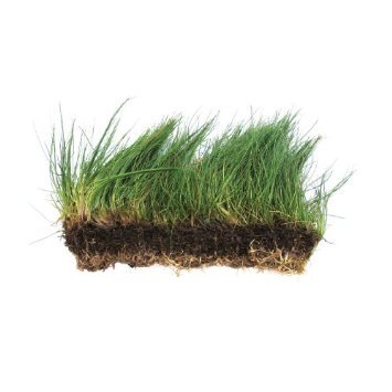 Dwarf Hairgrass on 3 x 5 mat - Foreground Carpet Aquarium Plant