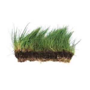 dwarf hairgrass on 3 x 5 mat - foreground carpet aquarium plant