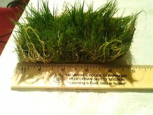 Dwarf Hairgrass on 3 x 5 mat - Foreground Carpet Aquarium Plant