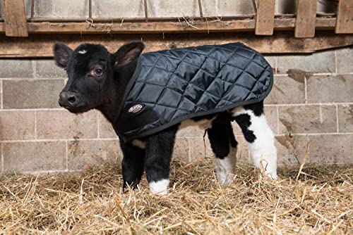 Weaver Leather Livestock Calf Blanket,Black