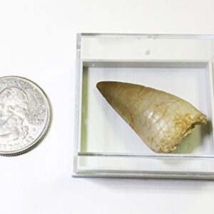 Mosasaurus Tooth Fossil in Display Box - Genuine with Certificate of Authenticity!