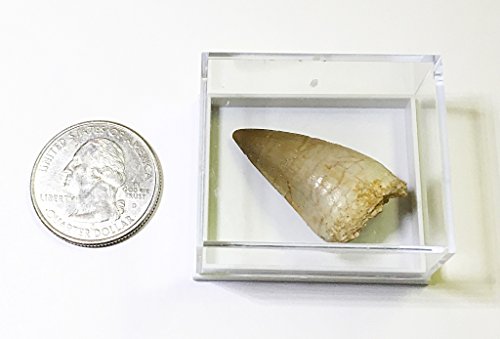 Mosasaurus Tooth Fossil in Display Box - Genuine with Certificate of Authenticity!