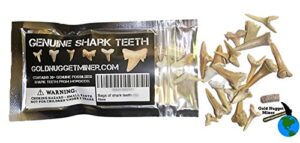 bag of genuine shark teeth - fossilized moroccan teeth!