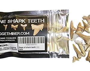 Bag of Genuine Shark Teeth - Fossilized Moroccan Teeth!