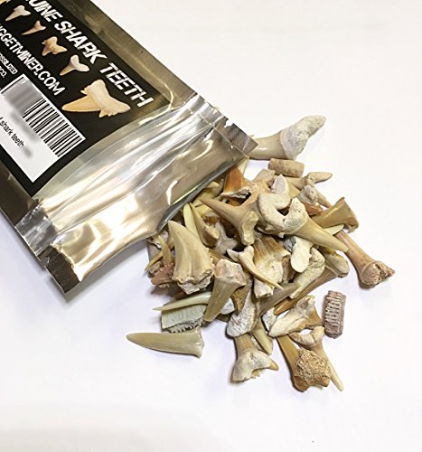 Bag of Genuine Shark Teeth - Fossilized Moroccan Teeth!