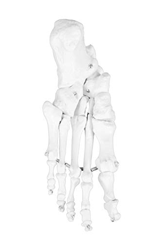 Vision Scientific VAS220-CC0 Life Size, Total Disarticulated Skeleton | Bones & Osteological Features Numbered for Identification | 3-Part Skull | Key to Numbered Structures W Manual & Carrying Case