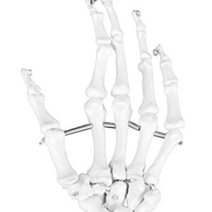 Vision Scientific VAS220-CC0 Life Size, Total Disarticulated Skeleton | Bones & Osteological Features Numbered for Identification | 3-Part Skull | Key to Numbered Structures W Manual & Carrying Case