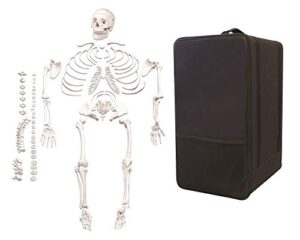 vision scientific vas220-cc0 life size, total disarticulated skeleton | bones & osteological features numbered for identification | 3-part skull | key to numbered structures w manual & carrying case