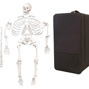 Vision Scientific VAS220-CC0 Life Size, Total Disarticulated Skeleton | Bones & Osteological Features Numbered for Identification | 3-Part Skull | Key to Numbered Structures W Manual & Carrying Case