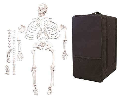 Vision Scientific VAS220-CC0 Life Size, Total Disarticulated Skeleton | Bones & Osteological Features Numbered for Identification | 3-Part Skull | Key to Numbered Structures W Manual & Carrying Case