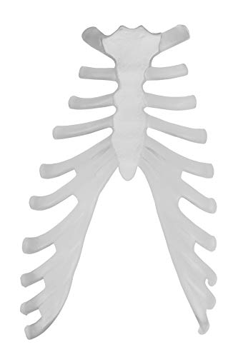 Vision Scientific VAS220-CC0 Life Size, Total Disarticulated Skeleton | Bones & Osteological Features Numbered for Identification | 3-Part Skull | Key to Numbered Structures W Manual & Carrying Case