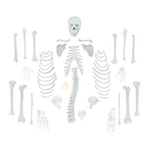 Vision Scientific VAS220-CC0 Life Size, Total Disarticulated Skeleton | Bones & Osteological Features Numbered for Identification | 3-Part Skull | Key to Numbered Structures W Manual & Carrying Case