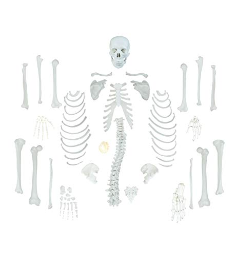 Vision Scientific VAS220-CC0 Life Size, Total Disarticulated Skeleton | Bones & Osteological Features Numbered for Identification | 3-Part Skull | Key to Numbered Structures W Manual & Carrying Case