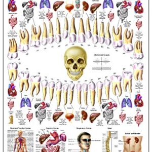 Correlation Between Teeth and Organs Laminated Anatomy Chart