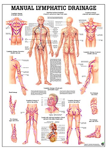 Lymphatic Drainage Laminated Anatomy Chart Lymphatic Drainage Laminated Anatomy Chart Lymphatic Drainage Laminated Anatomy Chart Lymphatic Drainage Laminated Anatomy Chart Lymphatic Drainage Laminated Anatomy Chart Lymphatic Drainage Laminated Anatomy Cha