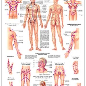 Lymphatic Drainage Laminated Anatomy Chart Lymphatic Drainage Laminated Anatomy Chart Lymphatic Drainage Laminated Anatomy Chart Lymphatic Drainage Laminated Anatomy Chart Lymphatic Drainage Laminated Anatomy Chart Lymphatic Drainage Laminated Anatomy Cha