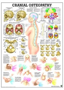 craniosacral osteopathy laminated anatomy chart