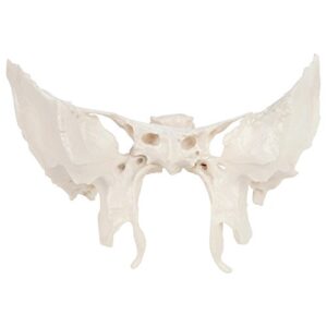 axis scientific human sphenoid bone model | cast from a real human sphenoid bone specimen | life size replica details all fissures, canals, and processes | includes product manual