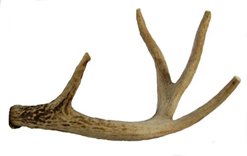 Big Dog Antler Chews - Whitetail Deer Antler Dog Chew, Medium, 8 Inches to 13 Inches Long, Natural, Healthy Long-Lasting Treat. for Medium to Large Size Dogs and Puppies! Happy Dog Guarantee!