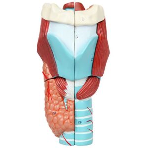 axis scientific anatomy model of human larynx | model is 9 inches tall and 5 times life size | details anatomy of vocal folds and dissects into 5 parts | comes with a study manual