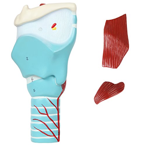 Axis Scientific Anatomy Model of Human Larynx | Model is 9 Inches Tall and 5 Times Life Size | Details Anatomy of Vocal Folds and Dissects Into 5 Parts | Comes with a Study Manual