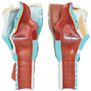 Axis Scientific Anatomy Model of Human Larynx | Model is 9 Inches Tall and 5 Times Life Size | Details Anatomy of Vocal Folds and Dissects Into 5 Parts | Comes with a Study Manual