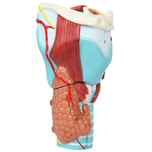 Axis Scientific Anatomy Model of Human Larynx | Model is 9 Inches Tall and 5 Times Life Size | Details Anatomy of Vocal Folds and Dissects Into 5 Parts | Comes with a Study Manual