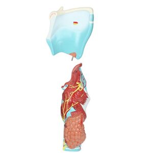 Axis Scientific Anatomy Model of Human Larynx | Model is 9 Inches Tall and 5 Times Life Size | Details Anatomy of Vocal Folds and Dissects Into 5 Parts | Comes with a Study Manual