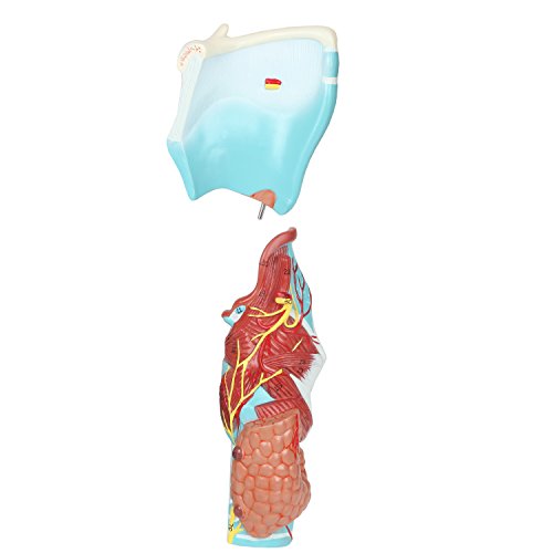 Axis Scientific Anatomy Model of Human Larynx | Model is 9 Inches Tall and 5 Times Life Size | Details Anatomy of Vocal Folds and Dissects Into 5 Parts | Comes with a Study Manual