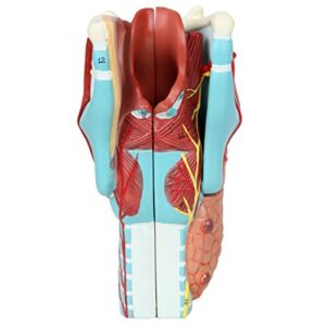 Axis Scientific Anatomy Model of Human Larynx | Model is 9 Inches Tall and 5 Times Life Size | Details Anatomy of Vocal Folds and Dissects Into 5 Parts | Comes with a Study Manual